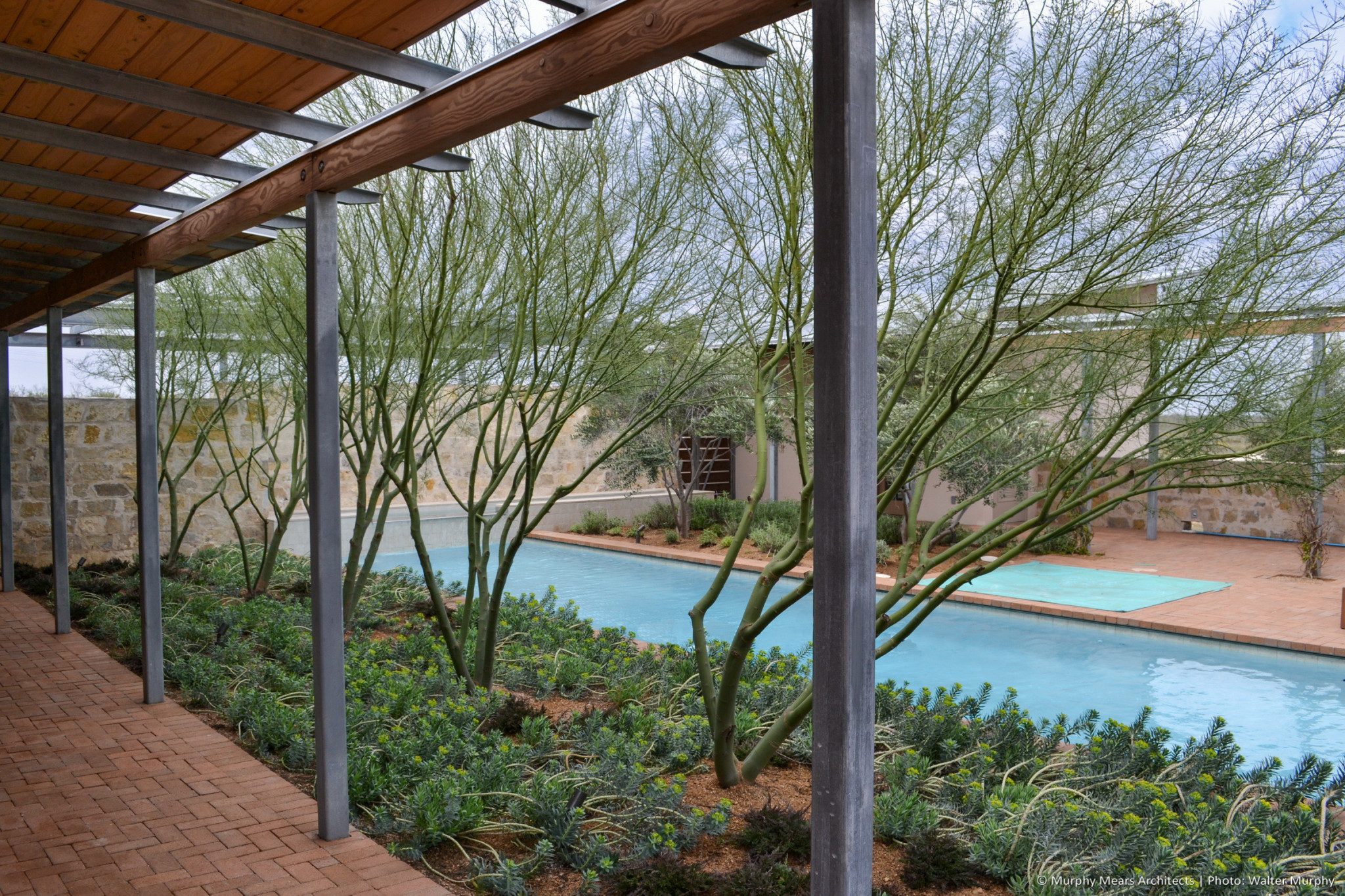 inner courtyard pool surrounded by brick paver terrace with palo verde trees in desert landscaping